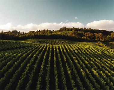 Zakynthos vineyards